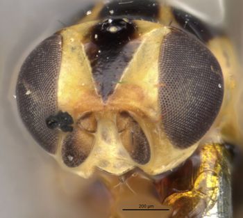 Media type: image;   Entomology 13366 Aspect: head frontal view
